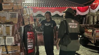 "BKSDA Kalbar Gagalkan Penyelundupan 625 Ekor Burung Liar