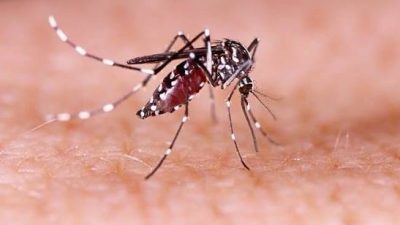 Waspada Kemarau, Dinkes Kabupaten Serang Catat 194 Kasus DBD Hingga Juli 2026