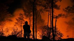 Petugas Damkar Cilegon Berjibaku Padamkan Kebakaran Ilalang di Belakang Lapas