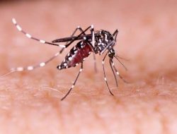 Waspada Kemarau, Dinkes Kabupaten Serang Catat 194 Kasus DBD Hingga Juli 2026