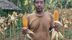 Dorong Modernisasi Desa, Bantuan Alsintan Kementan Tarik Minat Generasi Muda Bertani